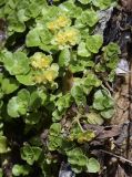 Chrysosplenium oppositifolium