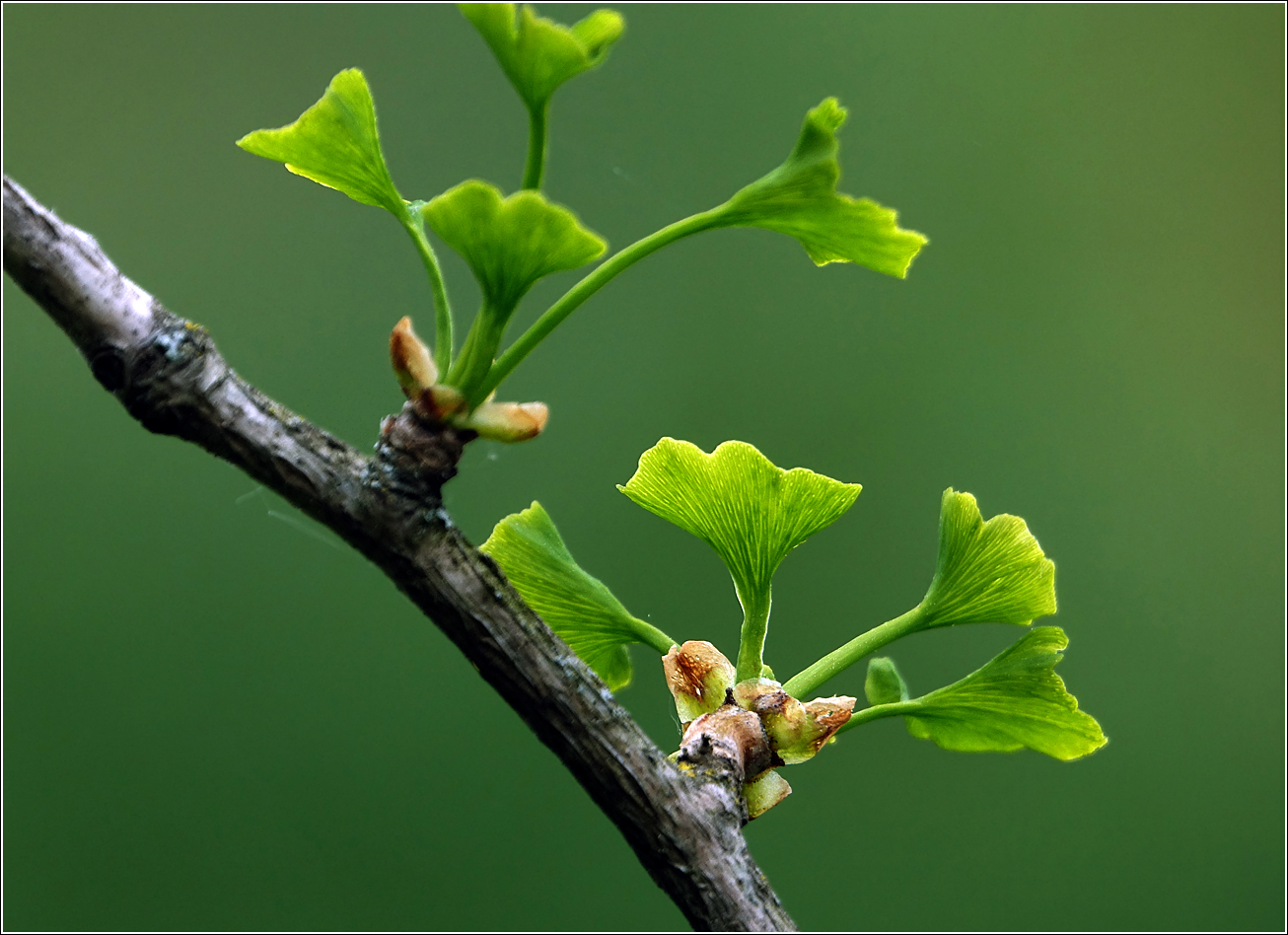 Image of Ginkgo biloba specimen.