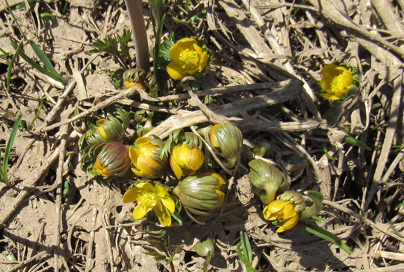 Image of Eranthis longistipitata specimen.