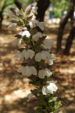 Acanthus mollis. Соцветие. Греция, Афины. 11.06.2009.