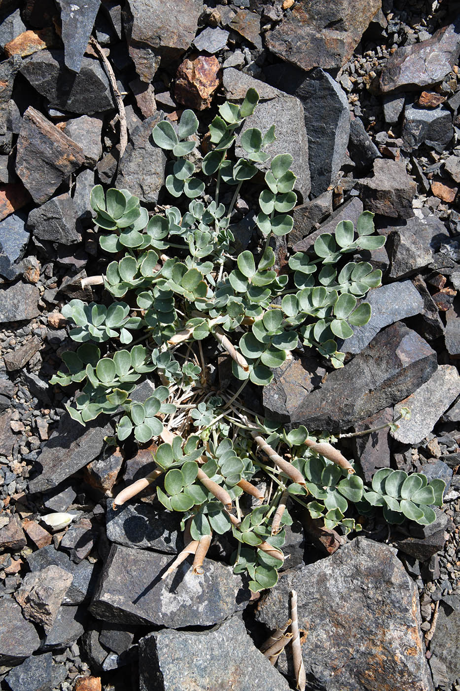 Image of Chesneya dshungarica specimen.