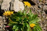 Taraxacum stevenii