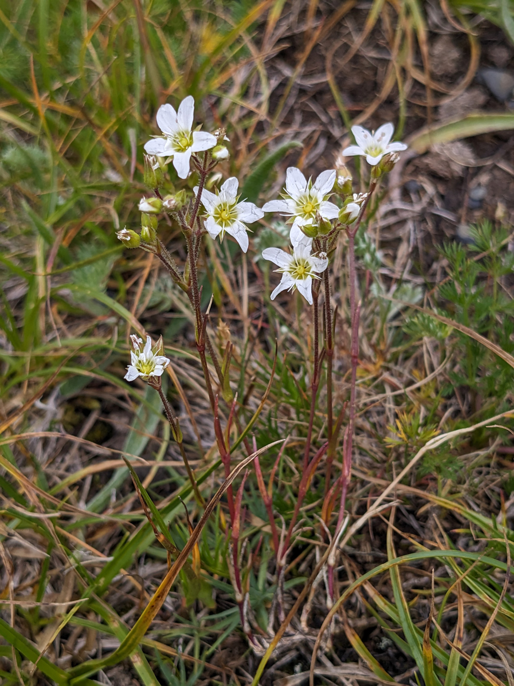 Image of Minuartia circassica specimen.