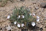 Convolvulus tragacanthoides