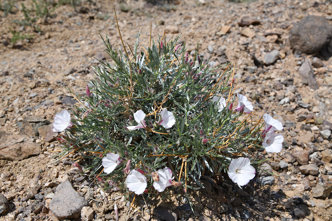 Image of Convolvulus tragacanthoides specimen.