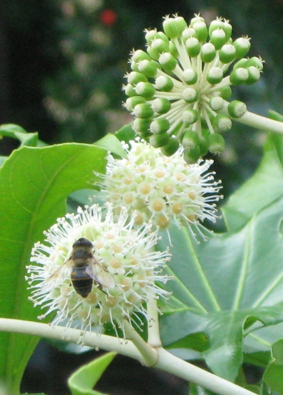 Image of Fatsia japonica specimen.