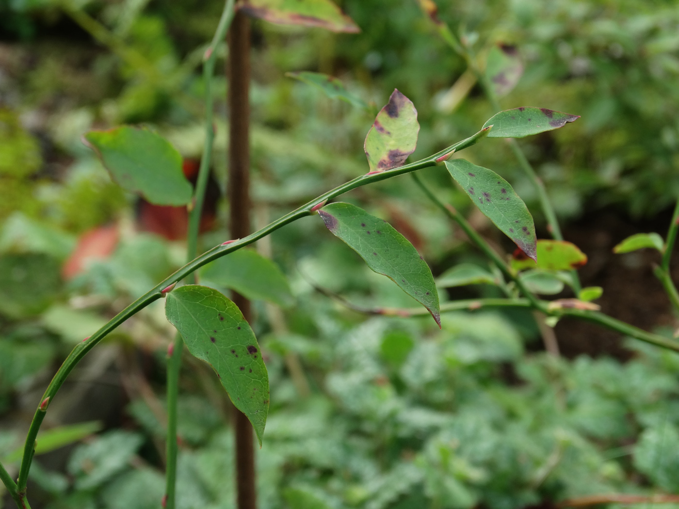 Изображение особи Vaccinium parvifolium.