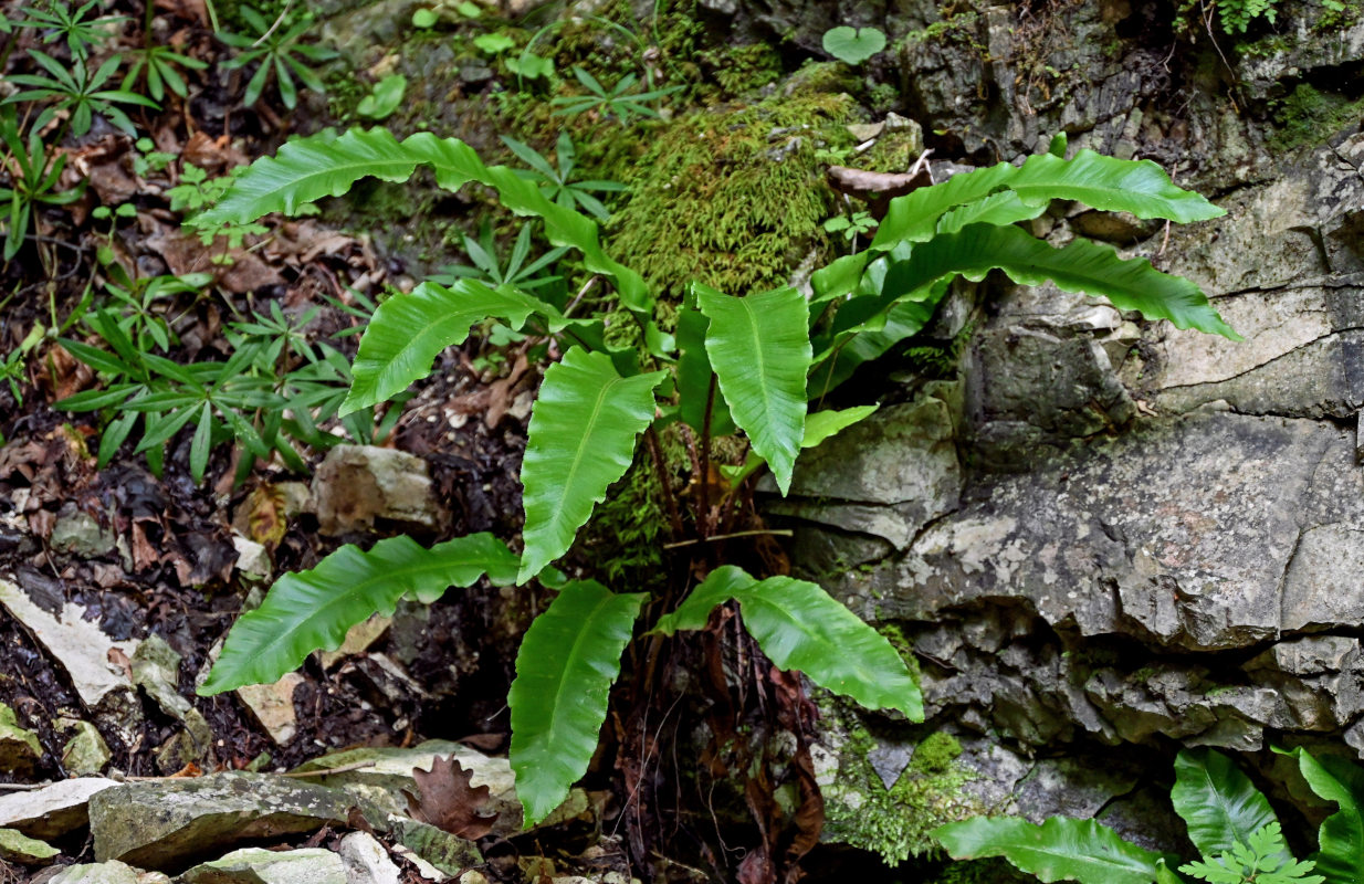 Изображение особи Phyllitis scolopendrium.