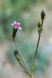 Saponaria griffithiana