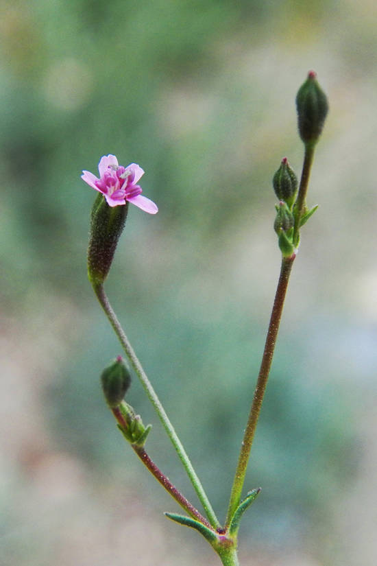 Изображение особи Saponaria griffithiana.