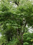 Diospyros lotus. Взрослое дерево. Грузия, Имеретия, окр. водопада Ламина, опушка широколиственного леса. 15.06.2023.