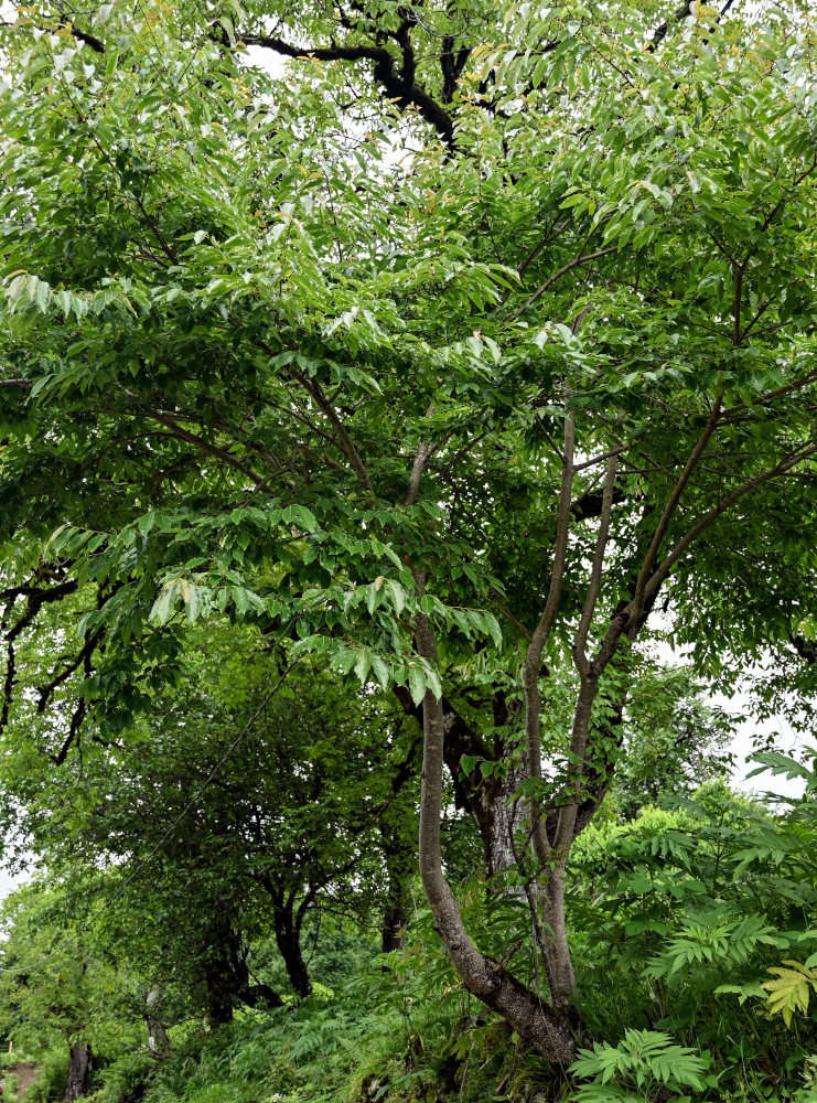 Image of Diospyros lotus specimen.