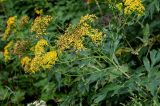 Senecio cannabifolius. Верхушка цветущего растения. Сахалин, Корсаковский гор. округ, пик Чехова, ≈ 500 м н.у.м., опушка смешанного леса. 17.08.2022.