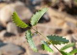 Sanguisorba officinalis. Верхушка прикорневого листа (видна абаксиальная поверхность). Республика Саха (Якутия), Хангаласский улус, левый берег р. Сиинэ (Синяя) выше устья р. Сылбах, галечник. 28.07.2023.