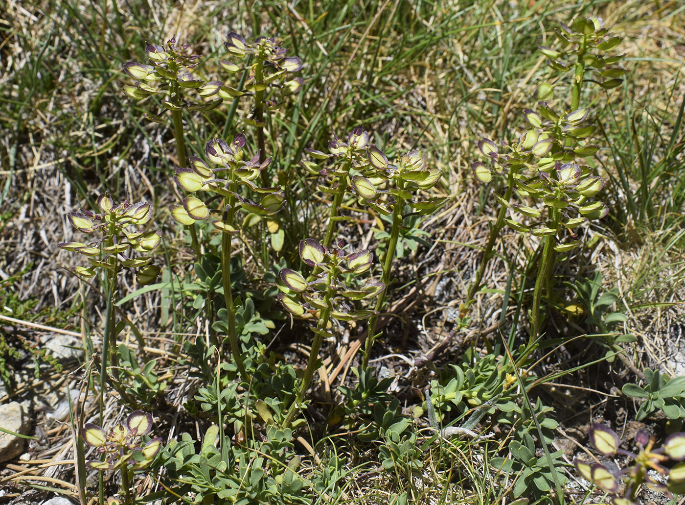 Image of Iberis sempervirens specimen.