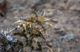 Carlina brachylepis. Верхушка веточки с соплодиями и усыхающими листьями. Марокко, обл. Марракеш - Сафи, хр. Высокий Атлас, перевал Тизи-н'Тишка, ≈ 2000 м н.у.м., каменистый склон. 01.01.2023.