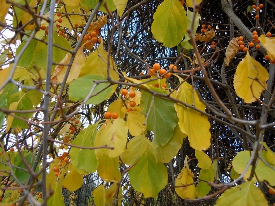 Изображение особи Celastrus orbiculata.