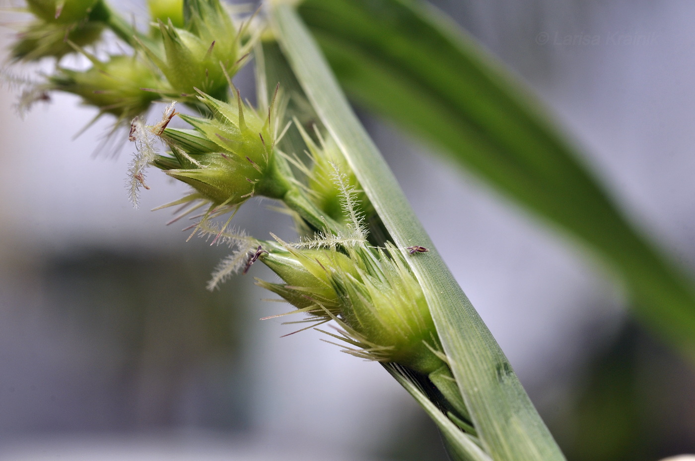 Image of Cenchrus echinatus specimen.