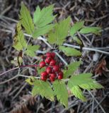 Actaea erythrocarpa. Соплодие и увядающий лист. Пермский край, г. Пермь, Индустриальный р-н, разнотравный луг. 04.08.2023.