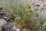 Poa bulbosa subspecies vivipara. Растения с проросшими в соцветиях выводковыми луковичками. Таджикистан, Согдийская обл., Исфара, пестроцветы. 1 мая 2023 г.