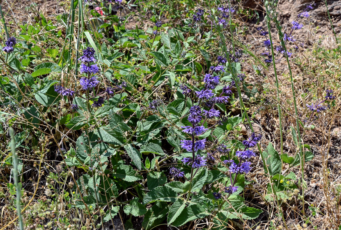 Изображение особи Salvia verticillata.