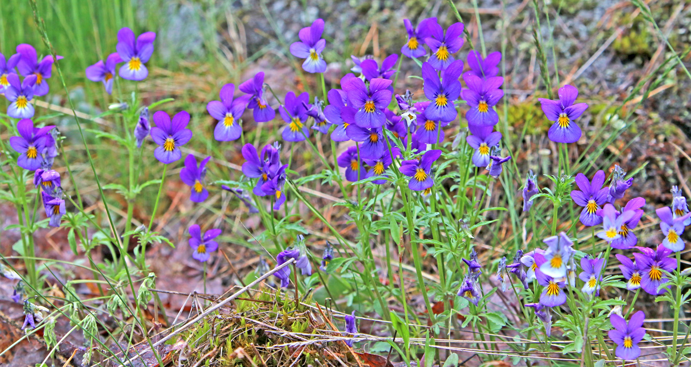 Изображение особи Viola tricolor.