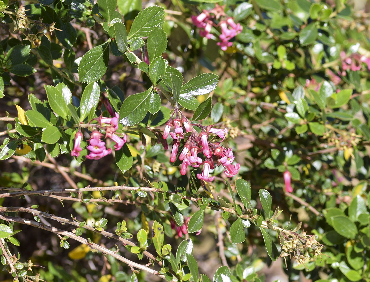 Изображение особи Escallonia rubra.