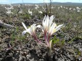 Colchicum kesselringii