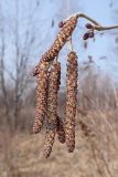 Alnus hirsuta. Верхушка побега с соцветиями. Хабаровский край, окр. г. Комсомольск-на-Амуре, берег ручья Тёплый ключ. 14.04.2024.