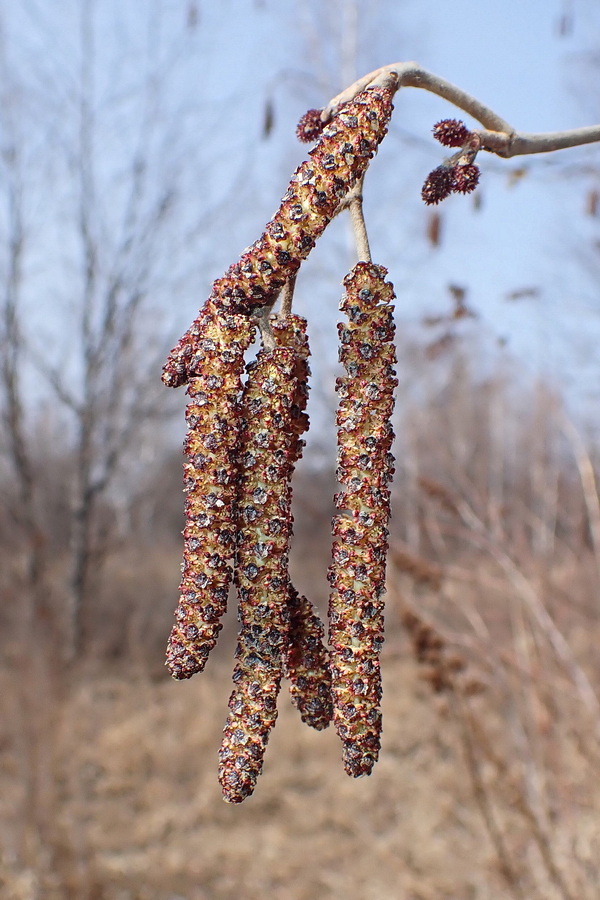 Изображение особи Alnus hirsuta.