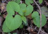 Doronicum orientale