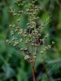 Filipendula vulgaris. Соплодие. Оренбургская обл., Кувандыкский гор. округ, Карагай-Губерлинское ущелье, луг. 04.07.2023.