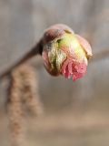 Corylus mandshurica