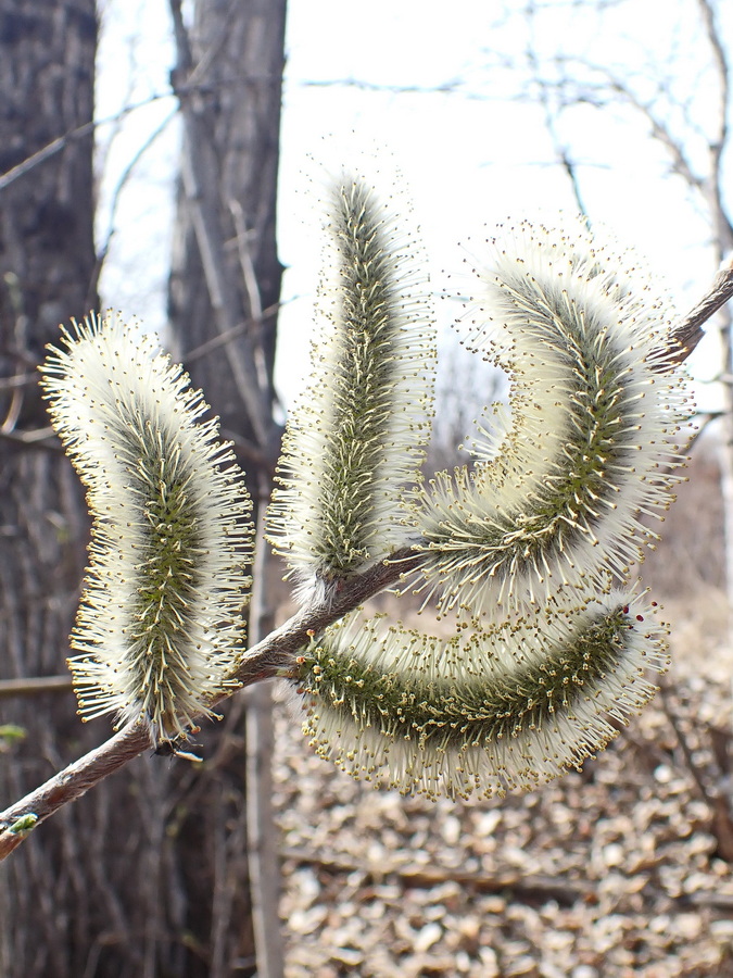 Image of Salix gracilistyla specimen.