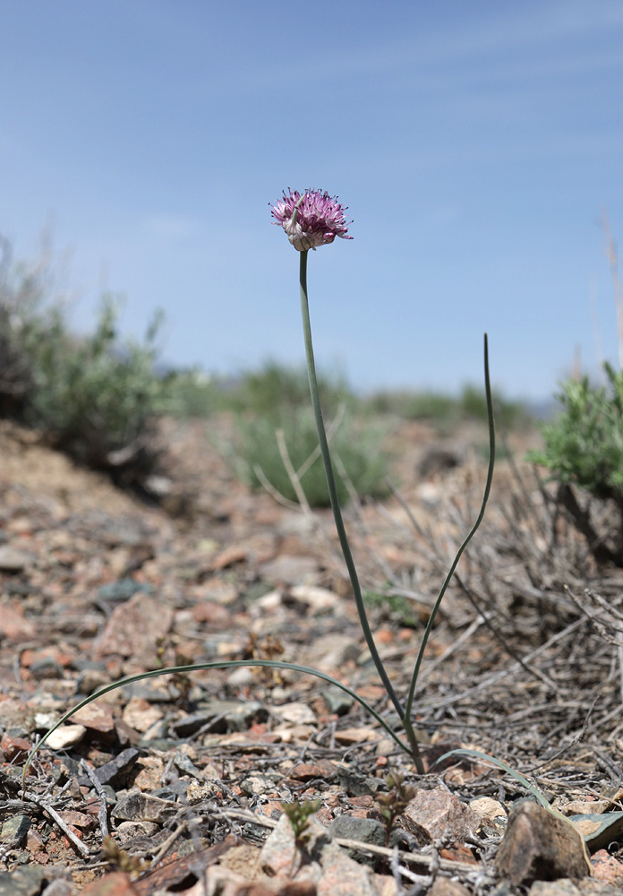 Image of Allium caricifolium specimen.