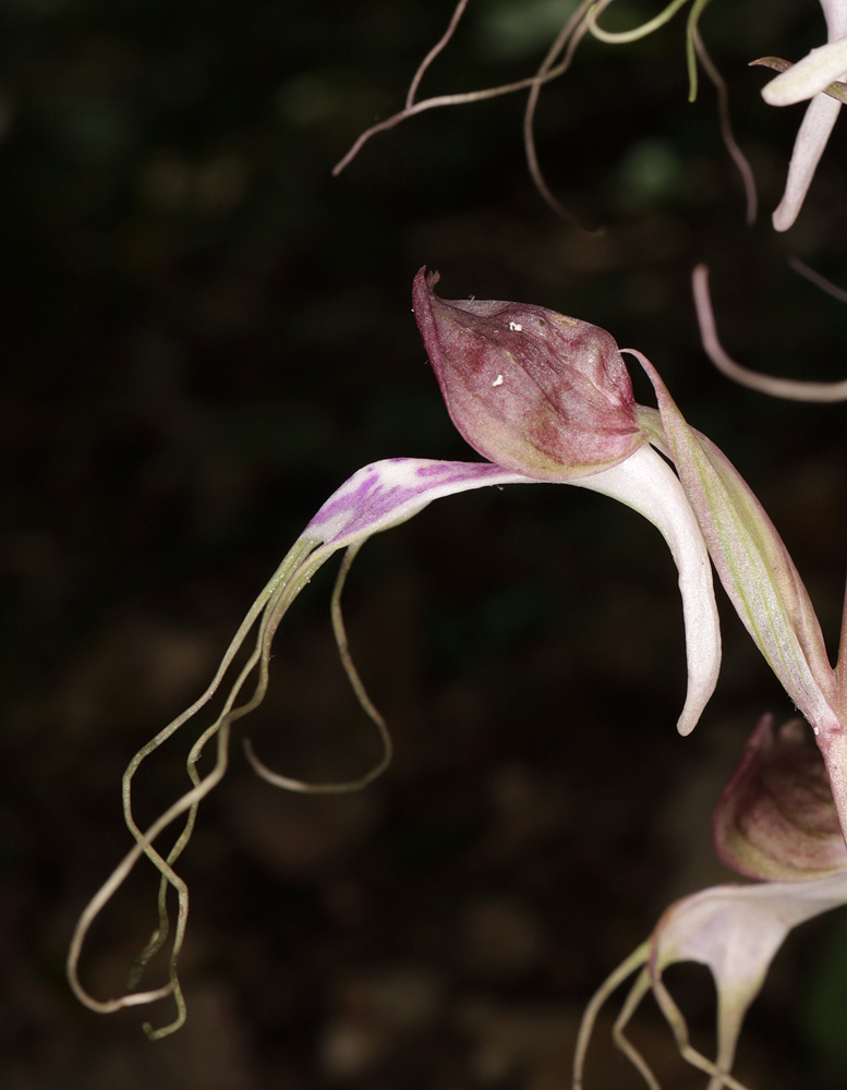 Image of Himantoglossum comperianum specimen.
