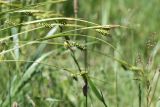 Carex pallescens