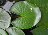 Nymphaea alba