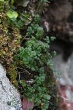 Thalictrum alpinum