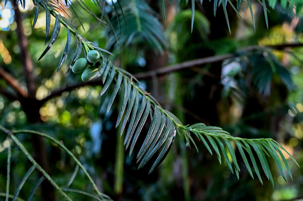Image of Cephalotaxus harringtonia specimen.