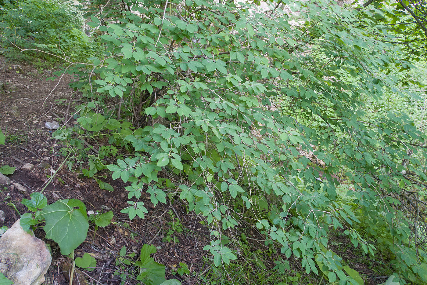 Изображение особи Lonicera steveniana.