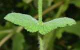 Mentha suaveolens