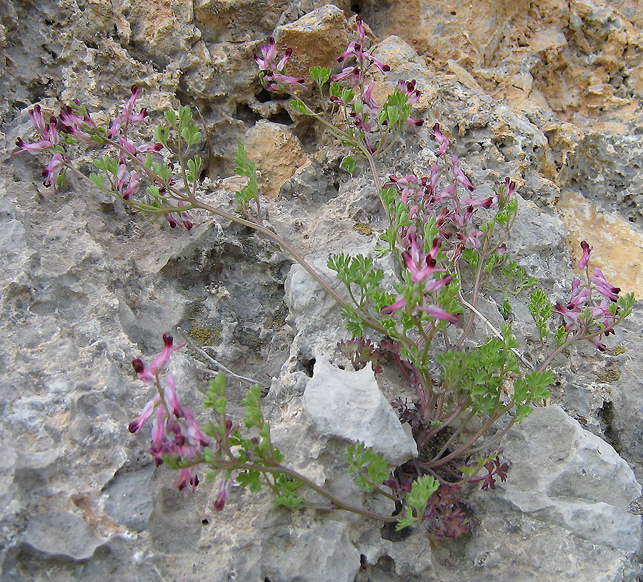 Image of Fumaria petteri specimen.