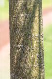 Brachychiton rupestris. Часть ствола. Турция, г. Анталья, Dokuma Park, в культуре. 01.06.2024.
