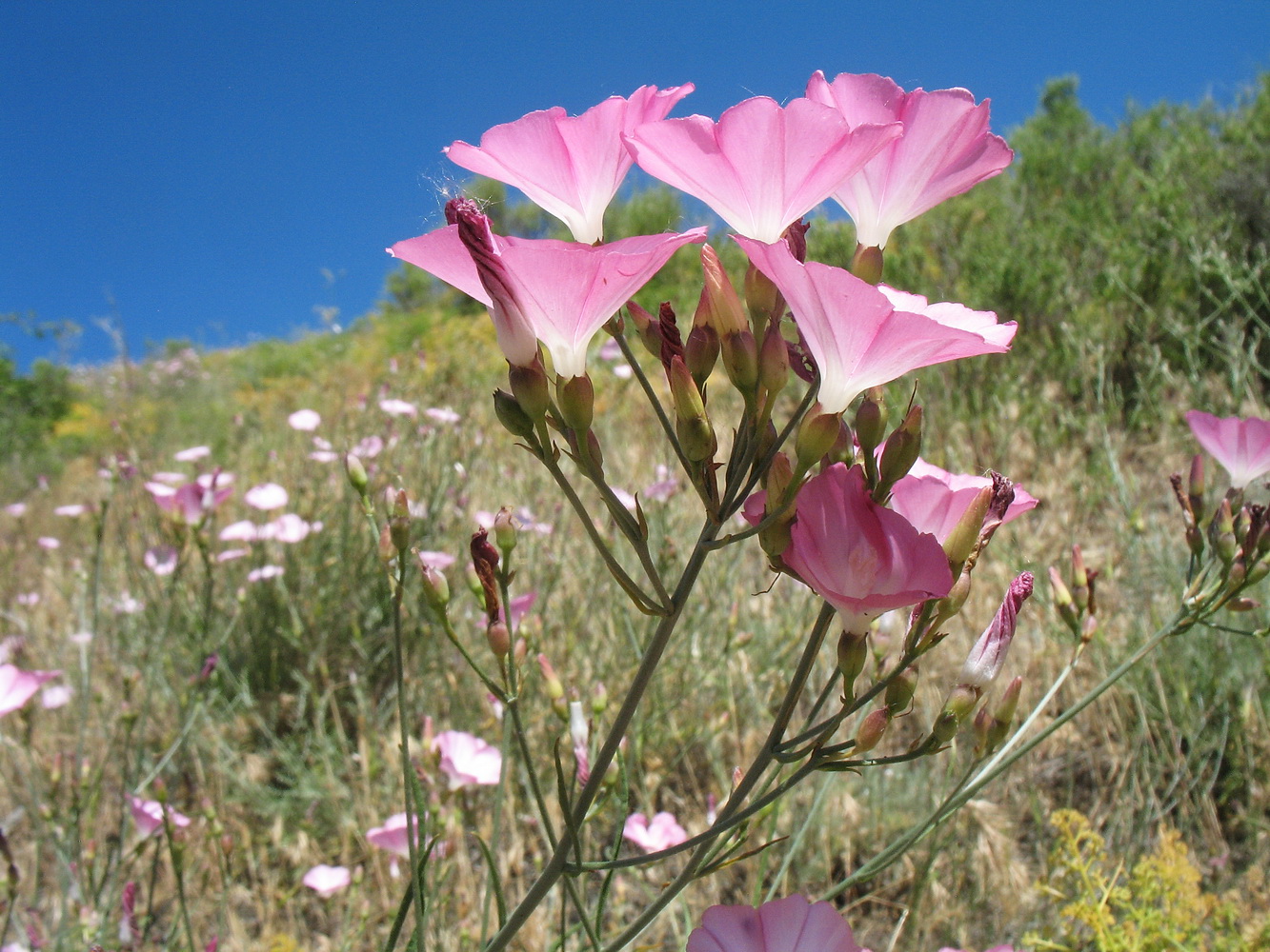 Image of Convolvulus pseudocantabrica specimen.
