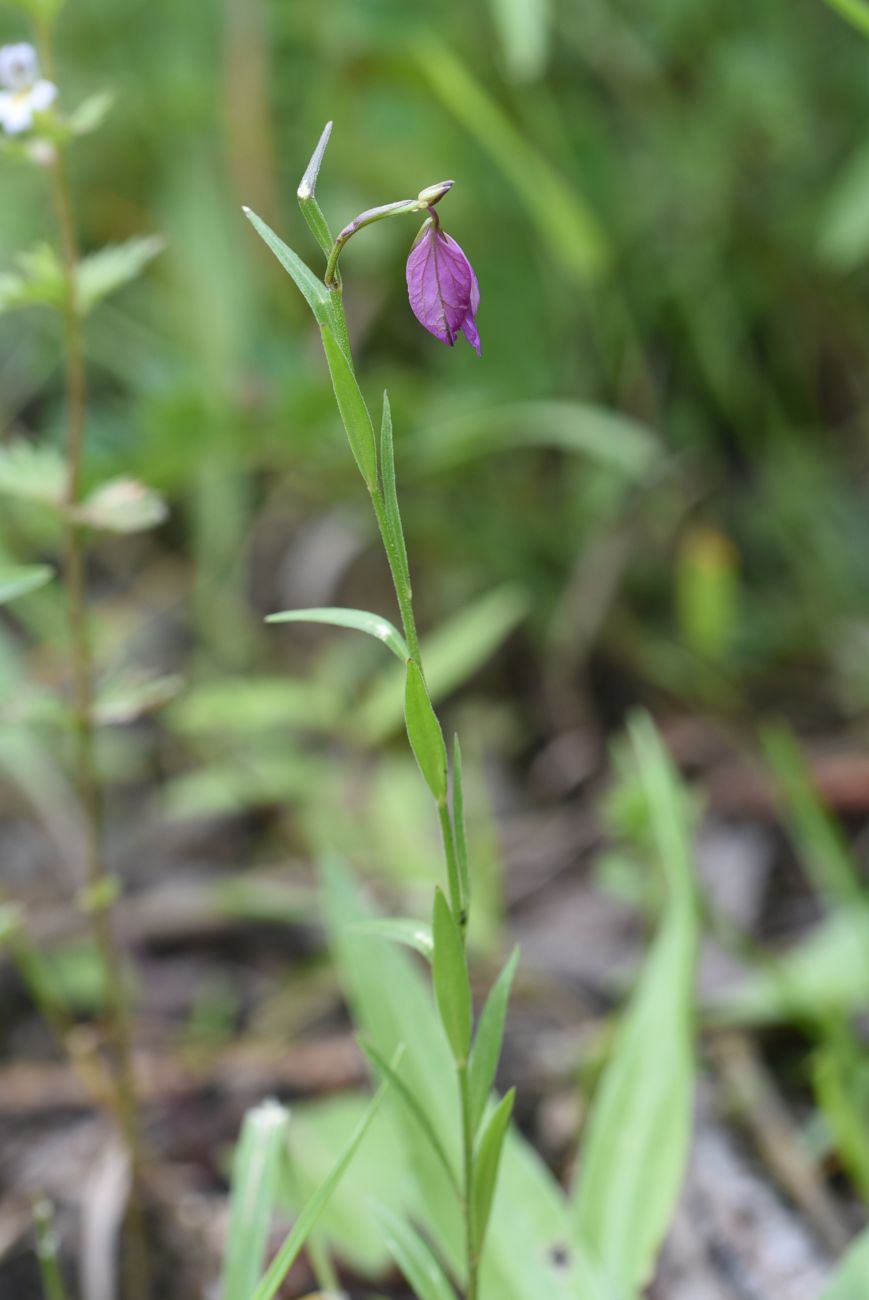 Image of Polygala caucasica specimen.