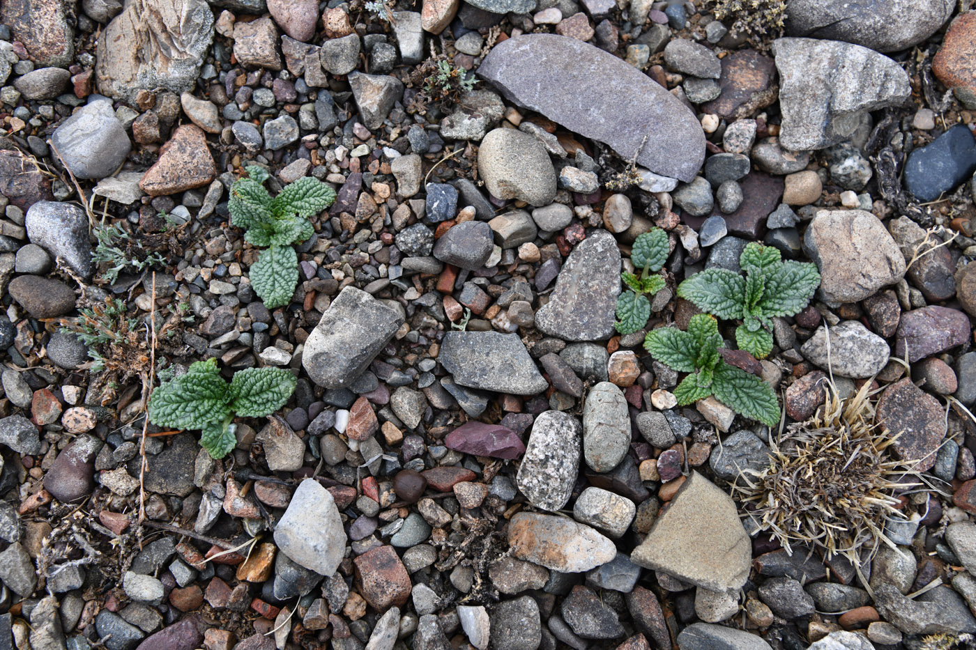 Image of Phlomoides zenaidae specimen.