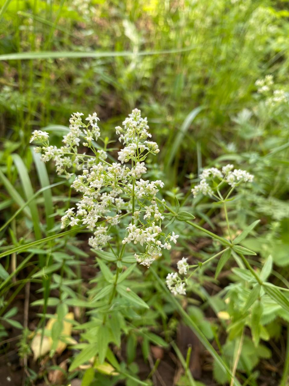Image of Galium boreale specimen.