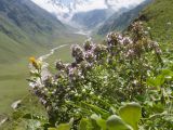 Thymus nummularius. Цветущее растение. Кабардино-Балкария, Черекский р-н, юго-восточный склон горы Эркедыген, ≈ 2600 м н.у.м., скальное обнажение. 30.07.2024.