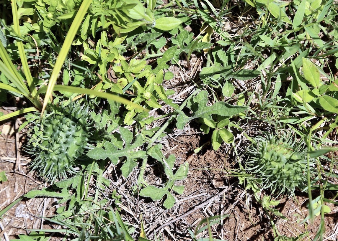 Image of Cucumis zeyheri specimen.